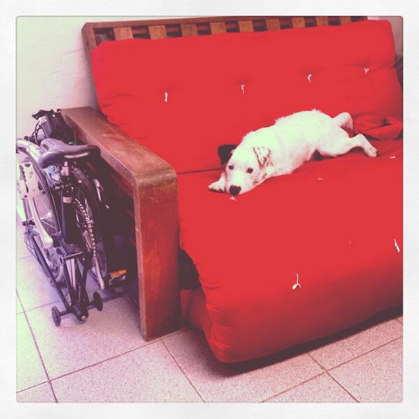 LASSOcom's tweet photo. ¿Ya conocen a las mascotas de @LASSOcom? Aquí el #ReyFloyd: http://t.co/r4RBSDDUV5