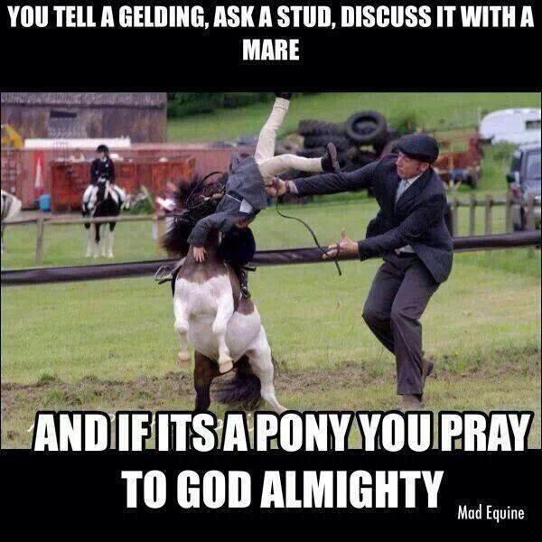 GeldingProblems's tweet image. This is how I ended up with a broken shoulder.