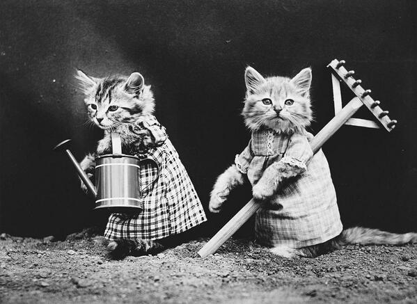 qikipedia's tweet image. 100 years ago, photographer Harry Whittier Frees made a living dressing animals as humans theatlantic.com/infocus/2014/0…