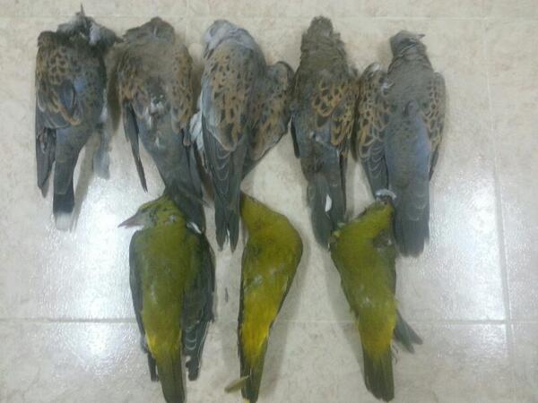 ع شاق القميري Algnas1121 Twitter