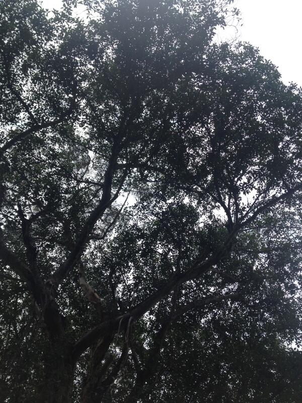 Laurie says Come On Down!