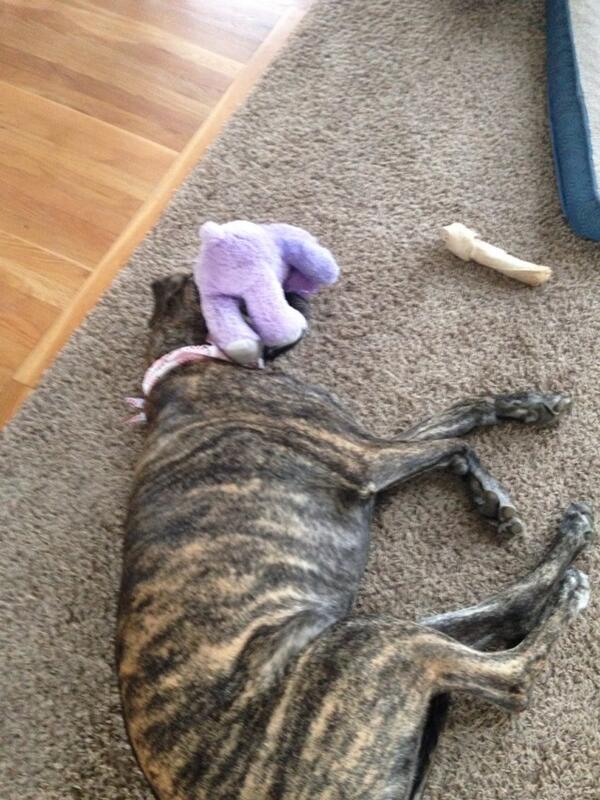 ShaunKanary's tweet image. The Stuffed Animal won. #GreatDaneProblems