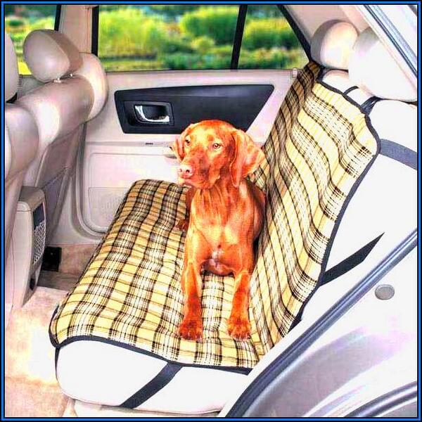 "Do you want to go for a ride?!" #BackSeatBuddy #RoadTrip