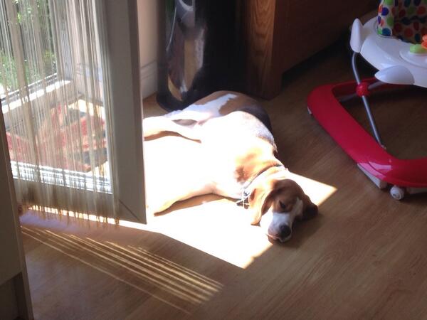 I've been working on my tan today while Bailey goes to the vet for her annual jabs.