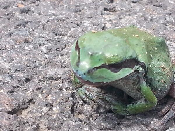 BendPreK's tweet photo. This little frog was patient enough to let me take its picture while it enjoyed the warm pavement! #DiscoveryCamp http://t.co/0Fq0y7DLW4