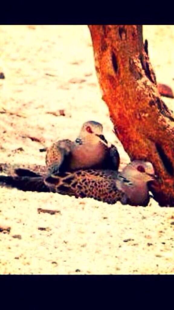 AL_7abib  Q8 tweet media