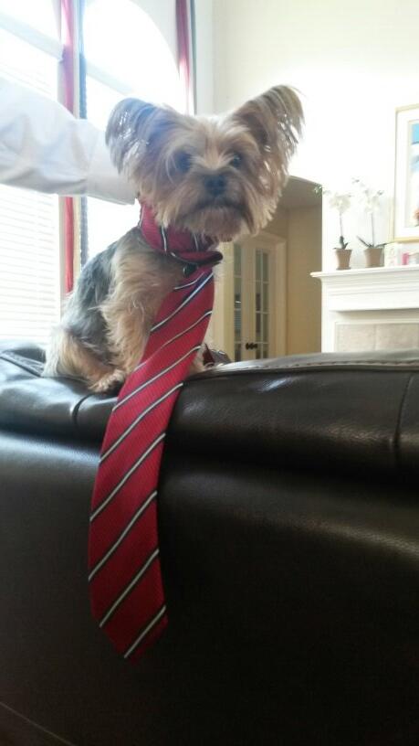 TheFamilyPup's tweet photo. .@bsg Why are you people always trying to put clothes on me?! http://t.co/vUlG45d6A4