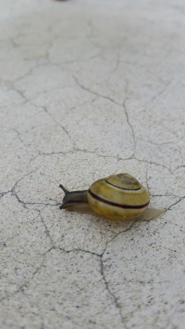 Quilladin's tweet image. I found a friend! I think it is a Magcargo! Or a Slugma with a silly hat!