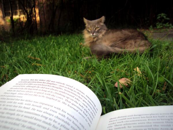 8eyesbookjive's tweet photo. If only this guy knew how to read, too, we could take turns! #readingwithfriends #catliteracy http://t.co/JgNuPDSKI8