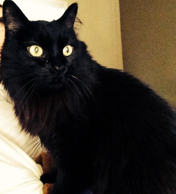 HousecatsofATL's tweet photo. chinese food here

-panther http://t.co/99B6PRItXm