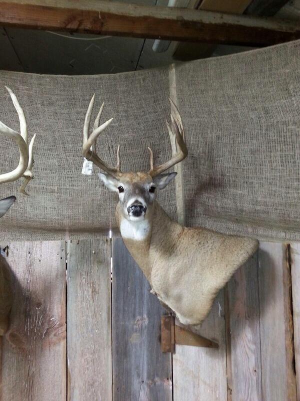 johnnys_5's tweet photo. And he is done. Iowa has been very good to me. My taxidermist does a hell of a job! http://t.co/zB9yLFwuYe