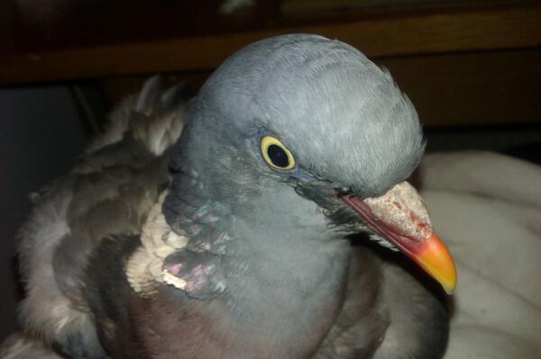 Wood pigeon rescued from the Park