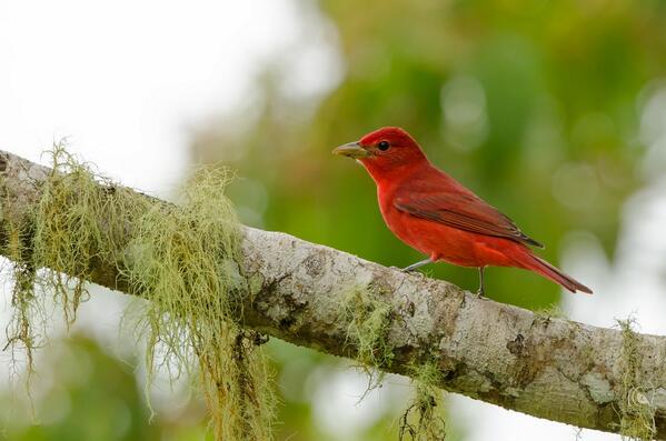 Summer Tanager (Piranga rubra) Male by CynVargas #Costa Rica,Piranga rubra,Summer tanager,animal,bird,male,nature...