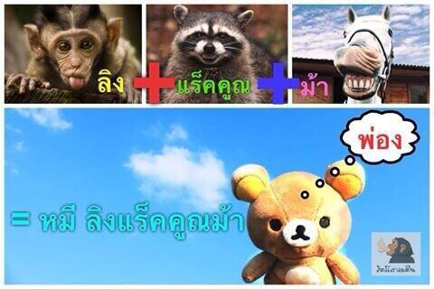 mylkimleeyeol's tweet image. อ่ออออ ที่มาของหมีรีลัคคุมะ อิสลัดดดดดดด55555555555555555555555555555555 #สัตว์โลกอมตีน