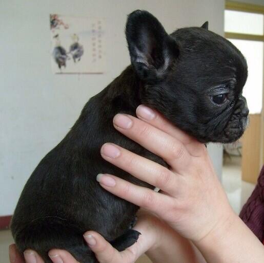 Do I get this guy or not? #frenchbulldog #baby #ElvisPresley http://t.co/Fgng5zKROD