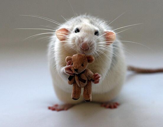 cuteanimalfnds's tweet photo. This is my favorite teddy bear! http://t.co/svp8VyEeBK