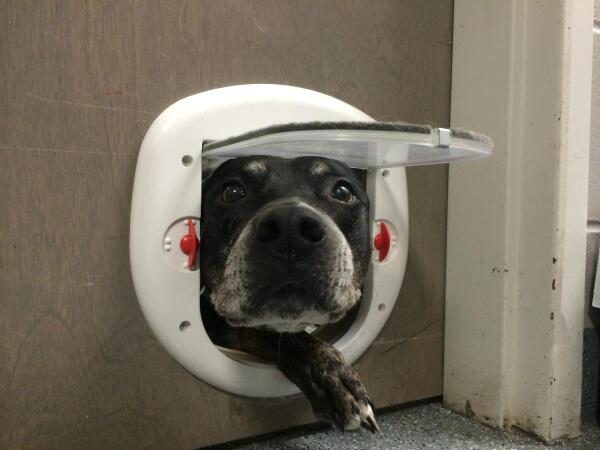 ClayHumane tweet picture