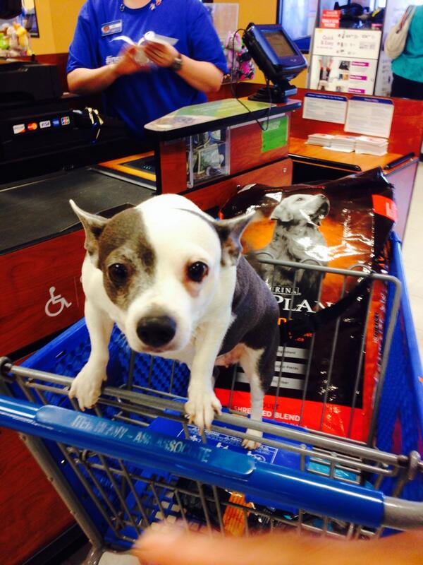 Ochtyun's tweet photo. Missy loves the hustle &amp; energy of a Saturday at Petsmart! #inspiredbypets #ecpetm #proplan http://t.co/c6P6IBNefz