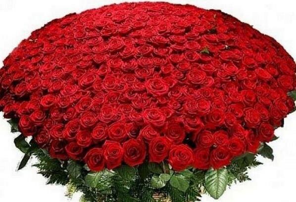 100Food's tweet image. 501 роза - 19000 руб. Доставка бесплатно! Тел. 8918-150-89-30