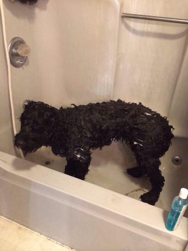 GoldenMiadoodle's tweet photo. Why do they think this is fun for us @joziedoodles http://t.co/RYLOUaboN5