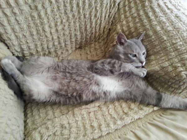 Aslan parçası ozlemişim