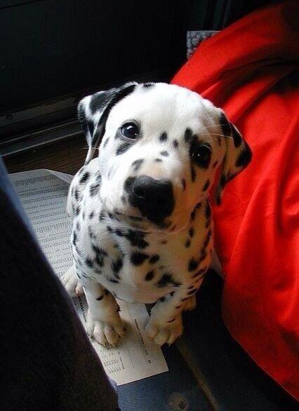 ItsAnimalPix's tweet image. Oh my gosh, I need him.