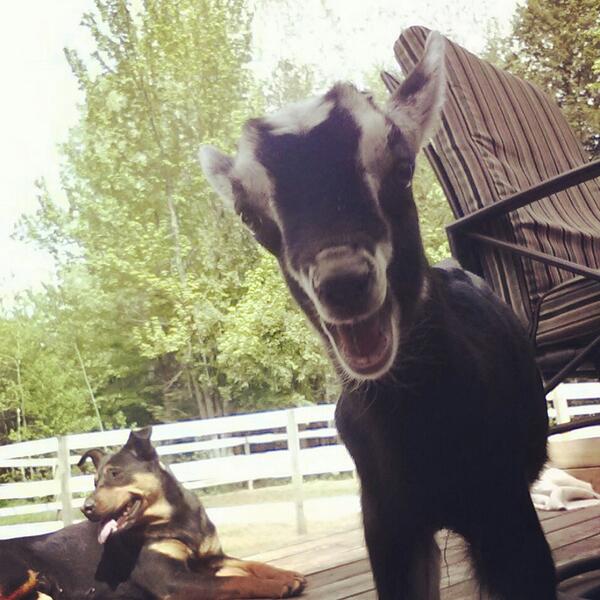 Ma ptite Kaya et mon bb chevre profite du soleil