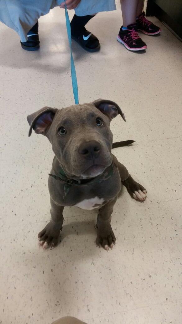 DhordD's tweet photo. “@landonmike22: Say hello to Tiny! #inspiredbypets #westpetm http://t.co/lQtu74IexX”great pic Mike