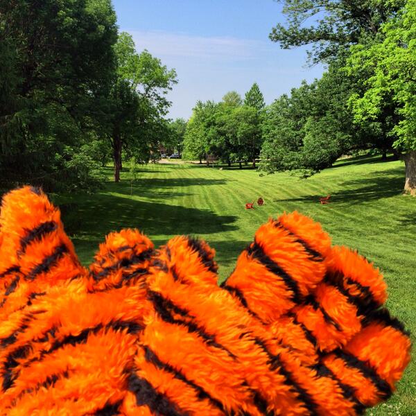 EzryTheTiger's tweet photo. On the prowl enjoying a #SpringfieldSummer in Myers Hollow! Share your summer adventure with #FlyTheW! http://t.co/tLFjHFseFo