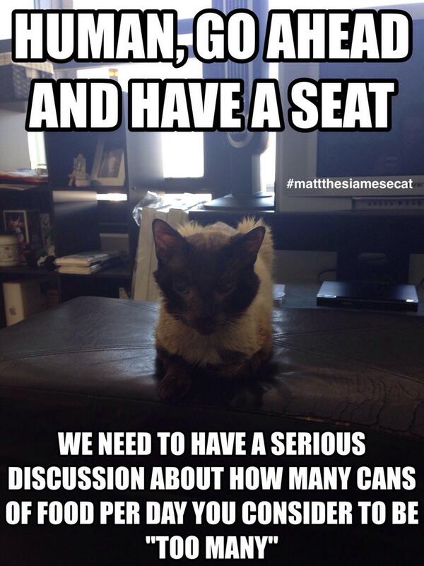 Matt the Siamese Cat tweet media