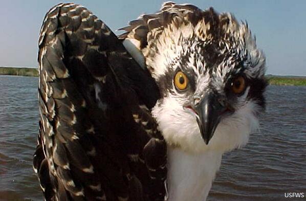 morganvisalli's tweet photo. RT @nature_org: You're not watching the live Osprey Cam? 3 chicks = 3 reasons to get on now! http://t.co/h8ImyOSjDG http://t.co/Mb1NvcH2ku