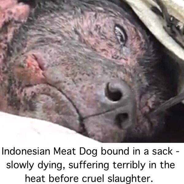 AdoreKitties's tweet photo. Please stop this pointless terribly cruel suffering - get attention to the cause #dogsarenotfood #dogmeattrade http://t.co/1lPoA07ip8
