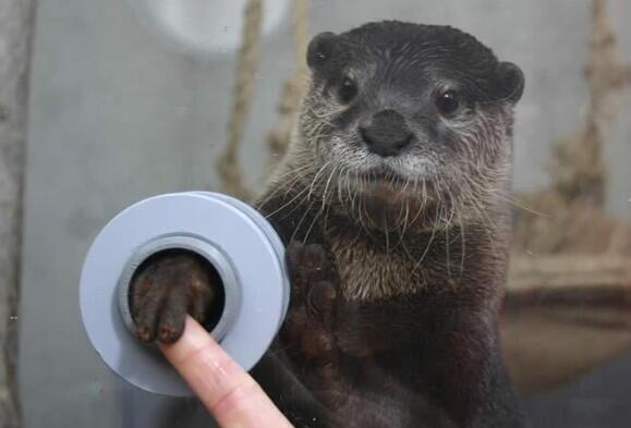 shan_panda's tweet photo. "@ThatsCute: There's an aquarium where you can shake hands with an otter. http://t.co/CcvHrDzfVS" @jessilionleite