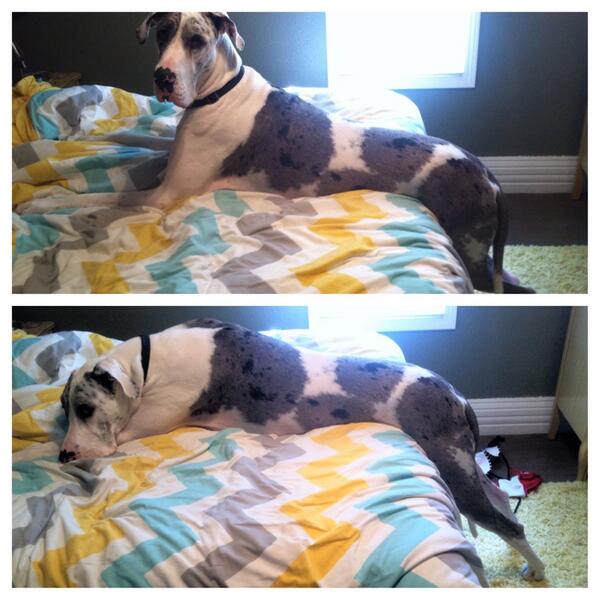 MrsGroffDaBomb's tweet photo. Sometimes life as a #greatdane is difficult, esp. when trying to get all 4 legs on the bed at once #gaveup #ohwell http://t.co/aDkH5EB1kn