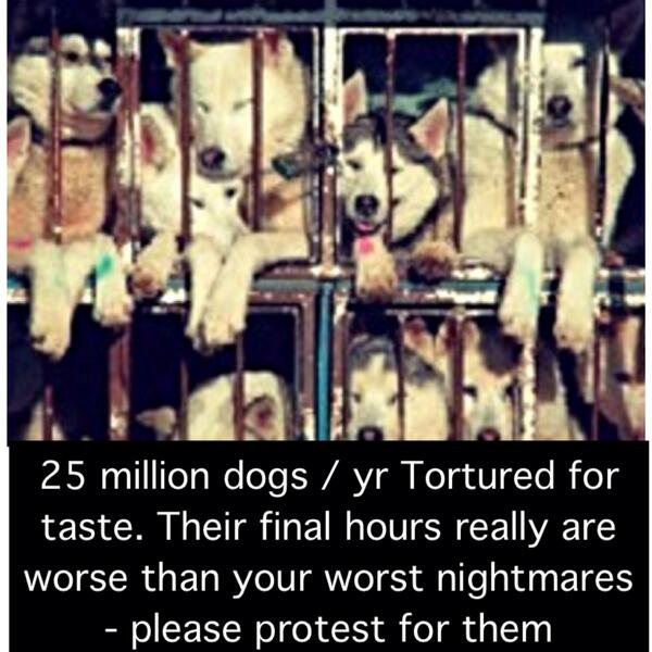 AdoreKitties's tweet photo. No creature deserves the suffering reserved for dogs &amp; cats - #StopTorture4Taste - torture unnecessary &amp; evil http://t.co/COpanhFjwi