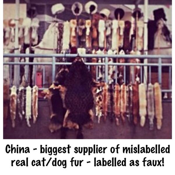 AdoreKitties's tweet photo. #StopTorture4Taste fur = bad taste! Make it stop! #nofur many markets sell cat trimmed garments with no idea not faux http://t.co/IvnUV3Sdf2