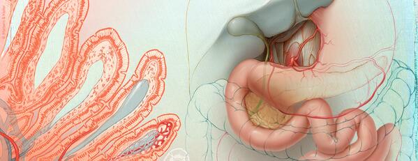 Medillustrates's tweet photo. New header #photo from Martens &amp; Kiefer! http://t.co/t9I0peeQHj #sciart #scicomm #medical #health #biovisualization http://t.co/VIBuCF9ymM