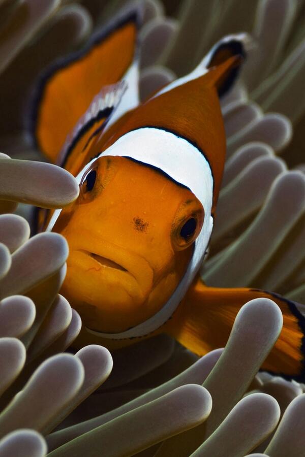 just keep swimming, just keep swimming