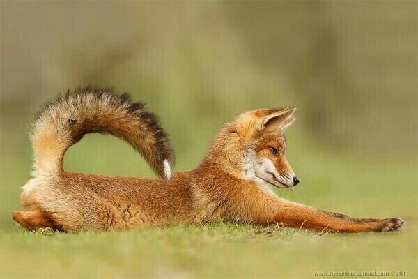GrimmRayne's tweet photo. A little foxy yoga for yall (I really should try this) #stretches #chirrs http://t.co/YZpQ1UfAqM