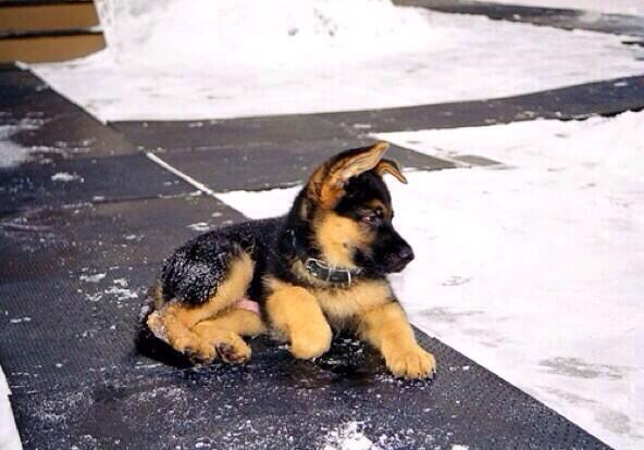 OhAnimals's tweet photo. German Shepherd Pup  http://t.co/4OUjcjtncv http://t.co/iviVSozv6B