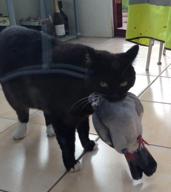 strong_darren81's tweet photo. just bit off more than you can chew? #Bryan #racingpigeon http://t.co/SwGRH3XIY2