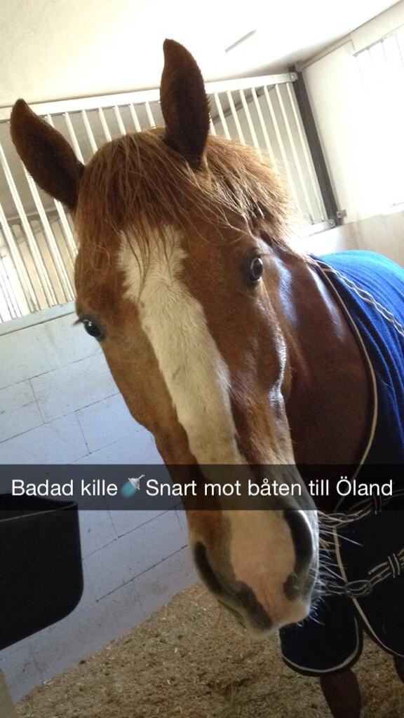 gammalt konto  tweet media