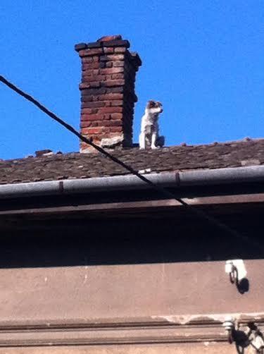 APAMSanctuary's tweet photo. Up on the roof!
http://t.co/BtLq1TZR6f http://t.co/QbRLq7eLrS