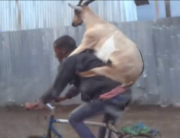 Internazionale's tweet photo. Ad Addis Abeba, in Etiopia, un ragazzo va a lavoro portando una capra sulla schiena. Il video: http://t.co/1TrWkso0ZE http://t.co/ND7YQKdDZu