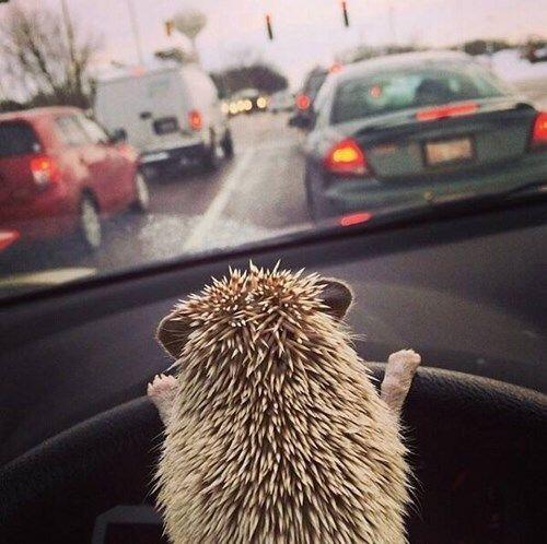 PSDP_Info's tweet photo. #Distractions come in all shapes & sizes! #Hedgehogs r nocturnal - he's 2 tired 4 #drivin. #CheckIn, RU #safe2drive? http://t.co/weJpcu26TI