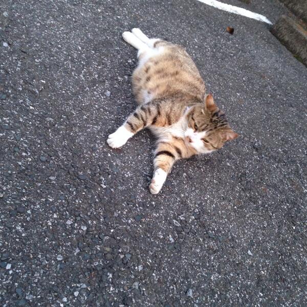 prismicrock's tweet photo. にゃ！ http://t.co/gVk8P1h05S