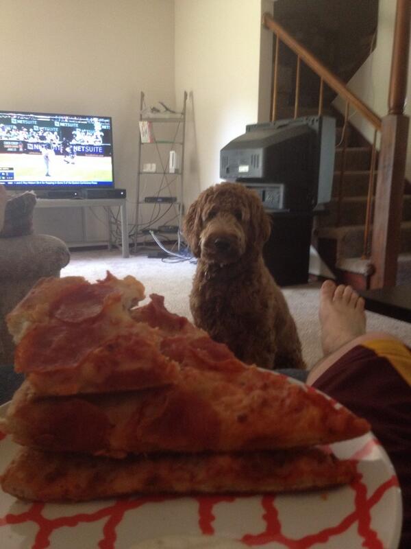 GoldenMiadoodle's tweet photo. What's it take to get some pizza over here? http://t.co/TGZC3OuzAi