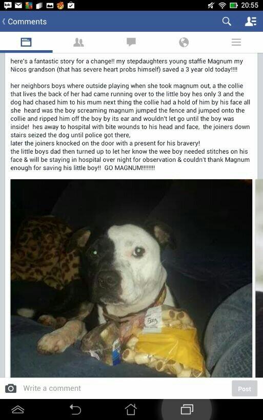 Staffie_Lovers's tweet photo. What a great story why is this not all over the news #staffie #DontBullyMyBreed http://t.co/u9y9tJNImq