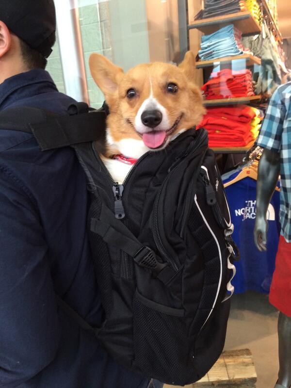 corgi dog backpack