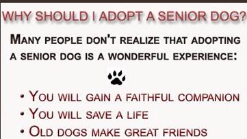 BluegrassPugs's tweet image. Why adopt a senior dog? Hmmm... #adoptapug #adoptaseniordog #pugrescue #puglove #pugchat #pug #SaveALife #PUGSRULE
